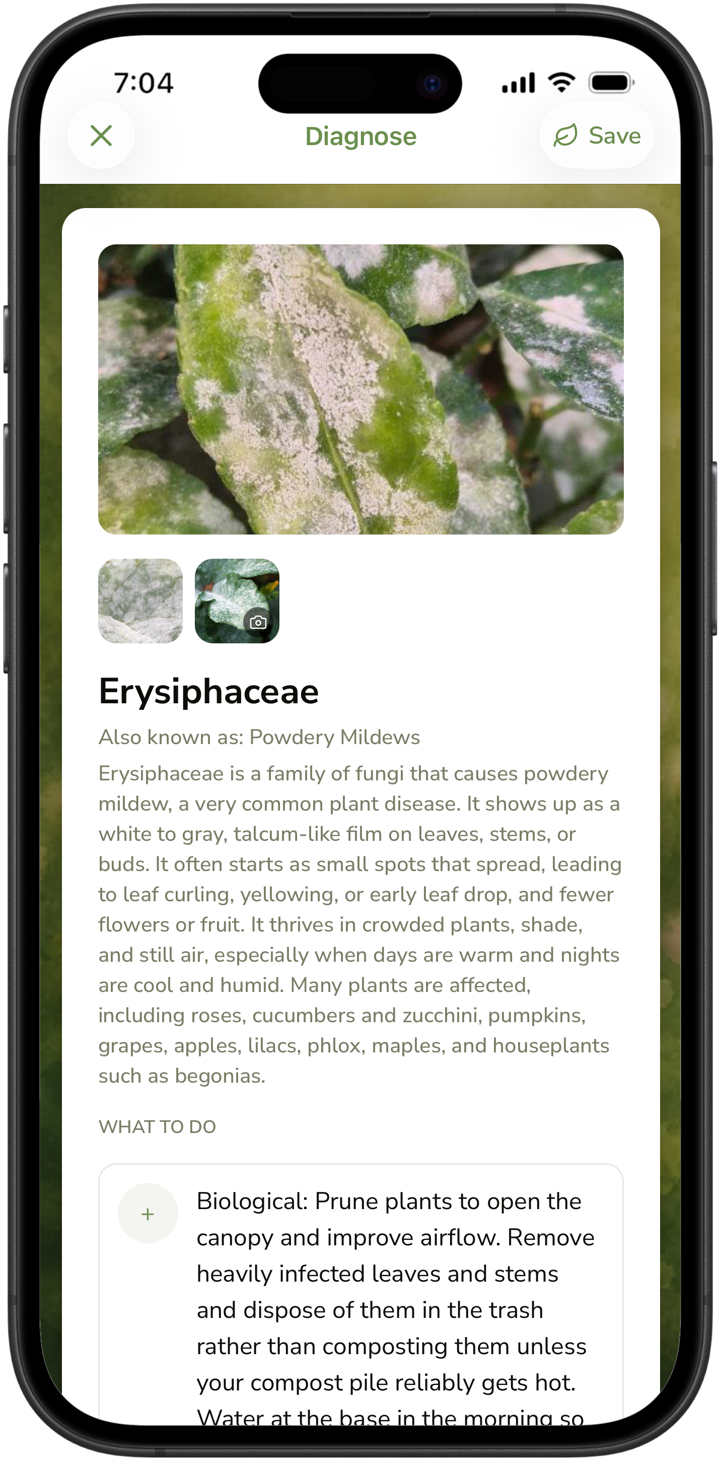 Diagnose result for powdery mildew with what to do next