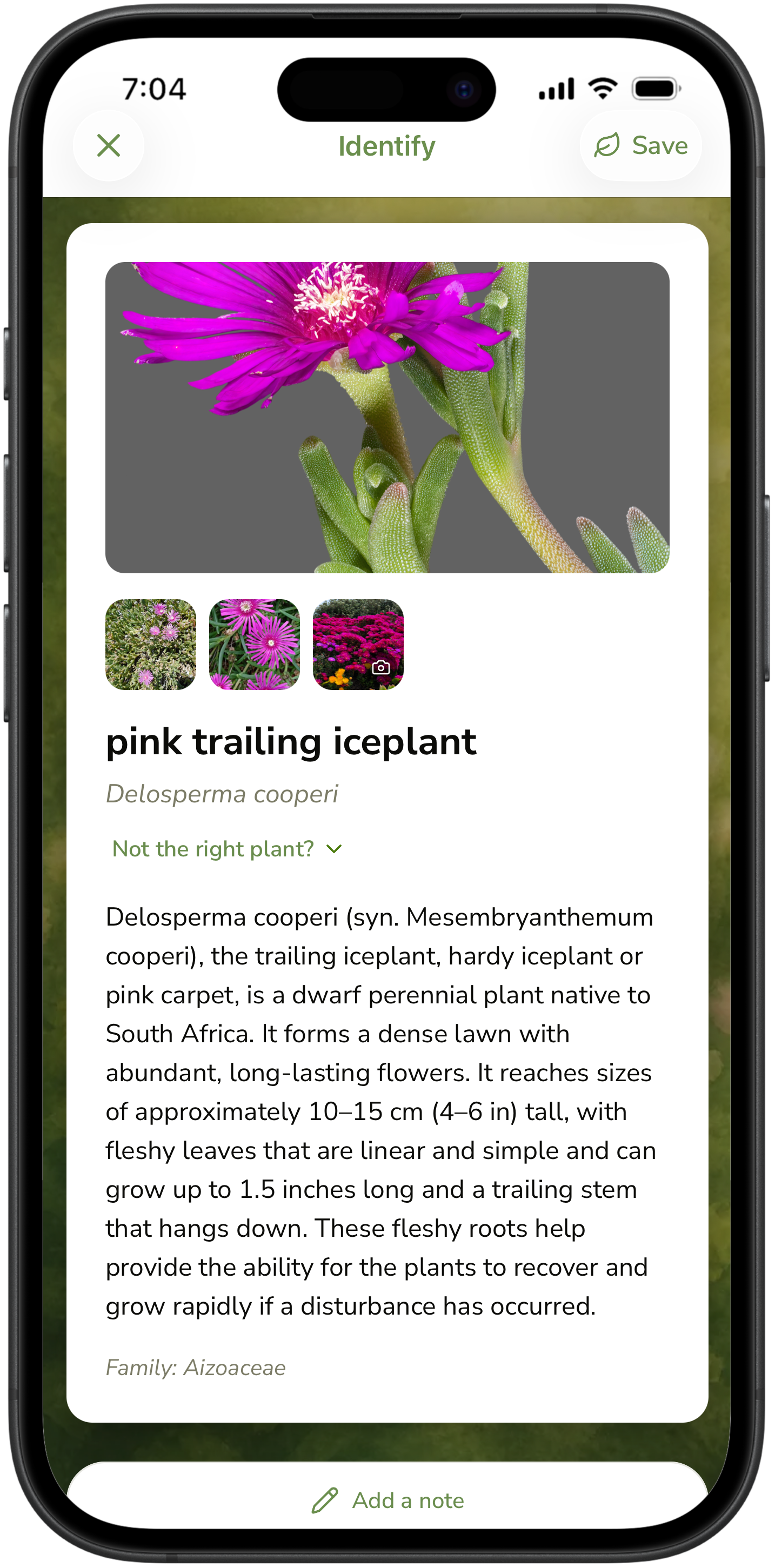 Identify result naming pink trailing iceplant with a short guide and save